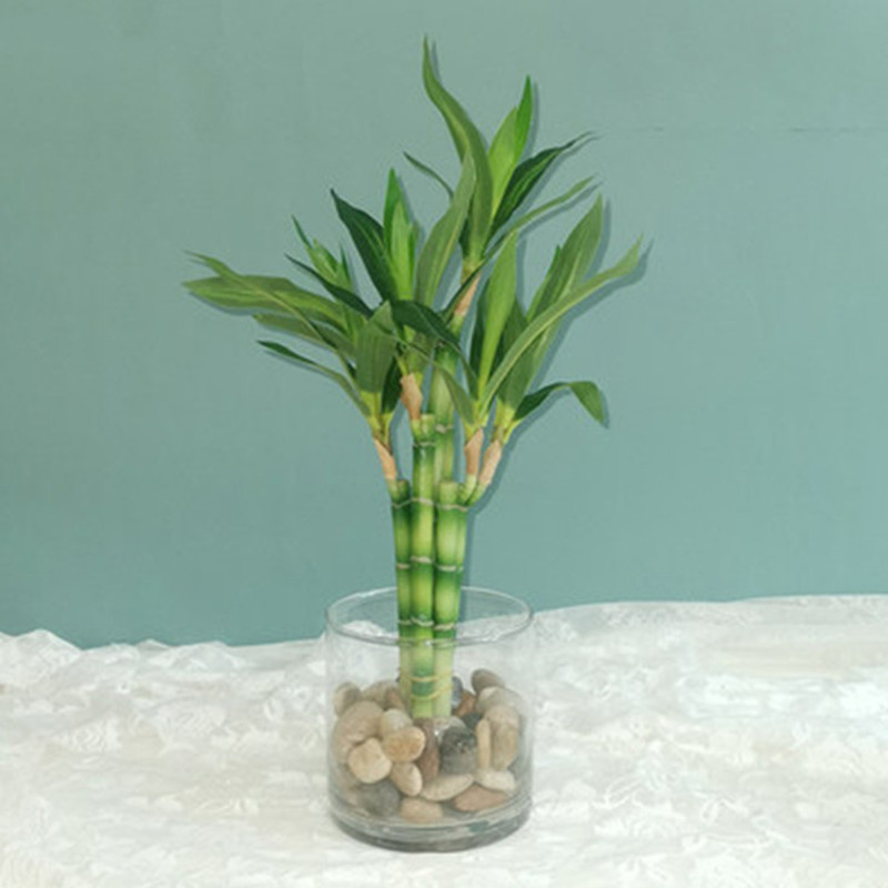 Aquarium Planted Tank - New 40cm rFtificial Lucky Bamboo Succulent