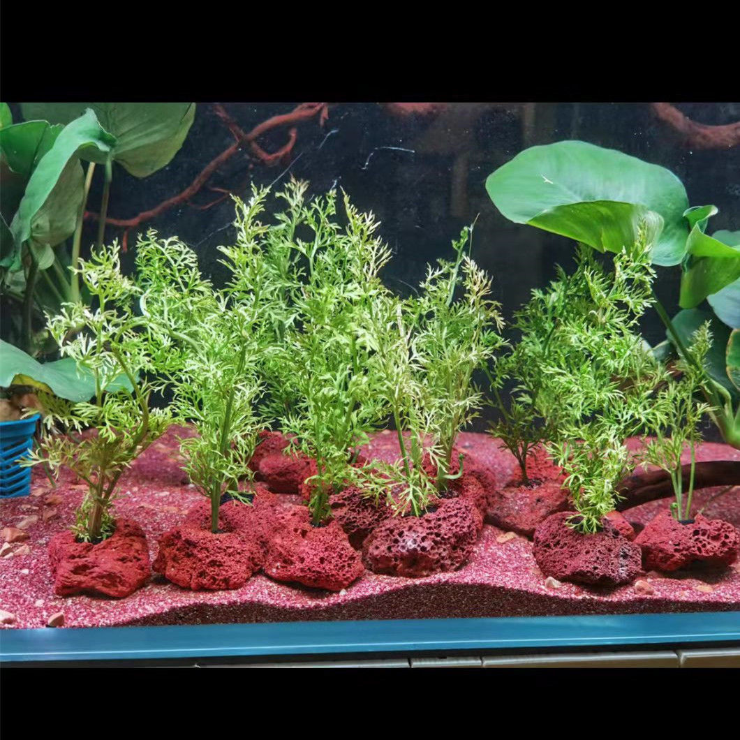 Open Hole Rock Fish Shrimp She - огляд і ціна Planted Aquarium With Rocks