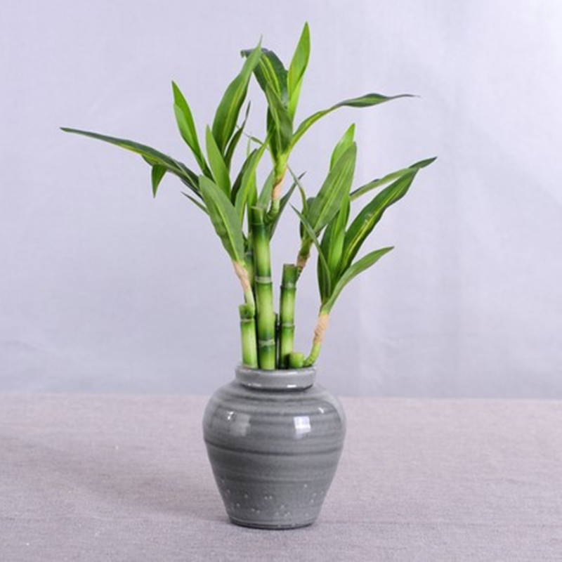 New 40cm rFtificial Lucky Bamb - огляд і ціна Aquarium Planted Tank