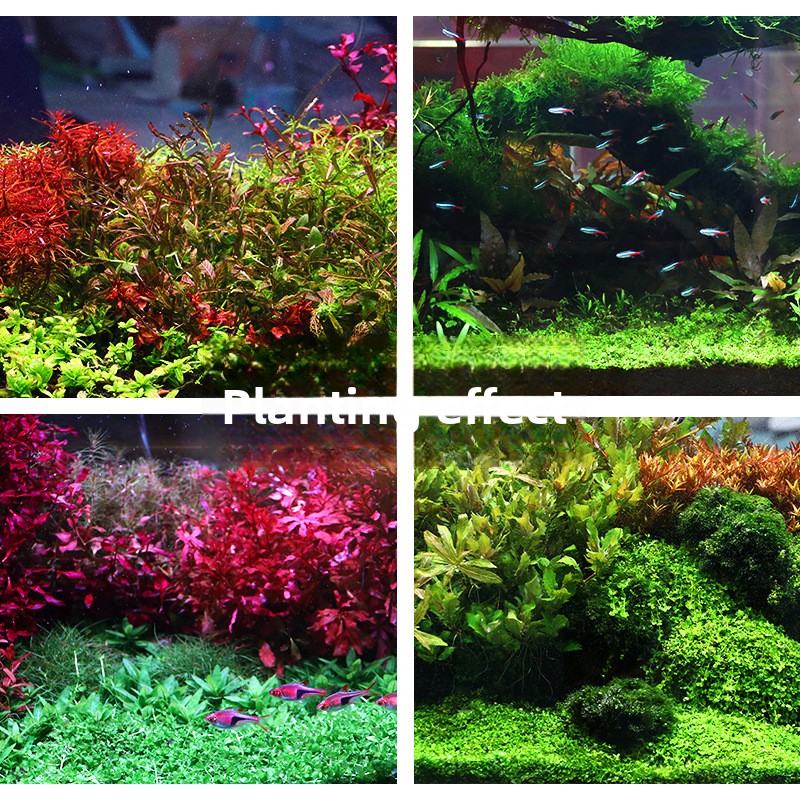 SYSENCIAGA Planted Aquarium Su - огляд і ціна Aquarium Planted Tank