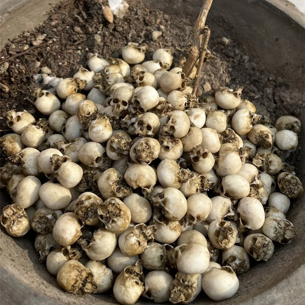 Mini Skull High Quality Miniat - огляд і ціна Aquarium Plant In Pot