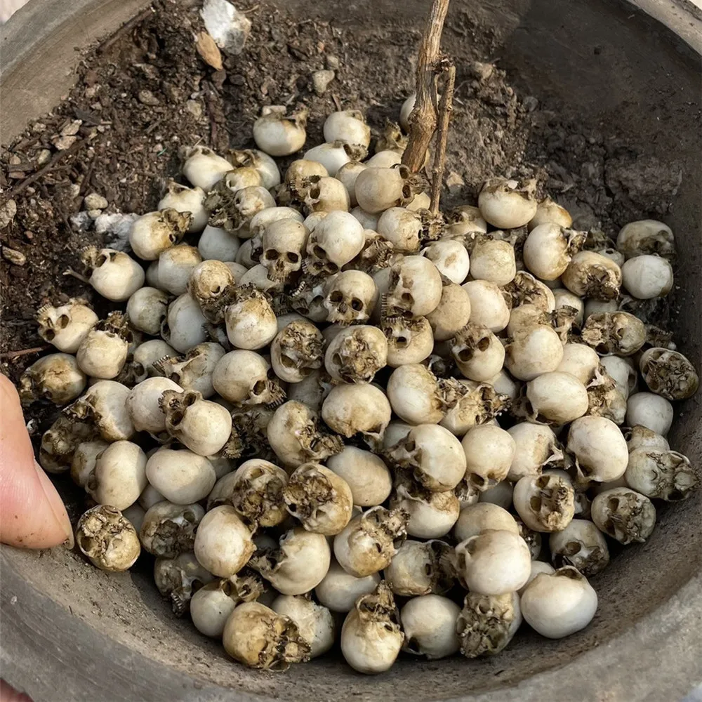 Mini Skull High Quality Miniat - огляд і ціна Aquarium Plant In Pot