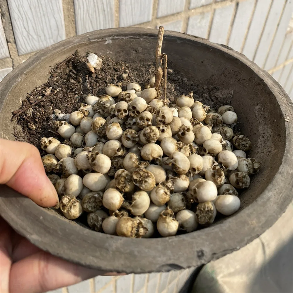 Mini Skull High Quality Miniat - огляд і ціна Aquarium Plant In Pot